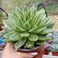 Echeveria gavoide Miranda  - Miniatura 4