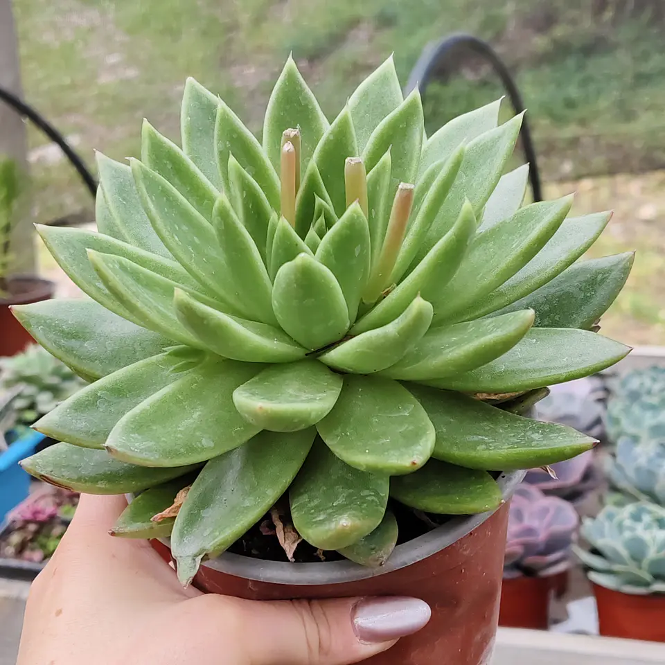 Echeveria gavoide Miranda  4