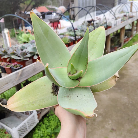 Aloe Striata