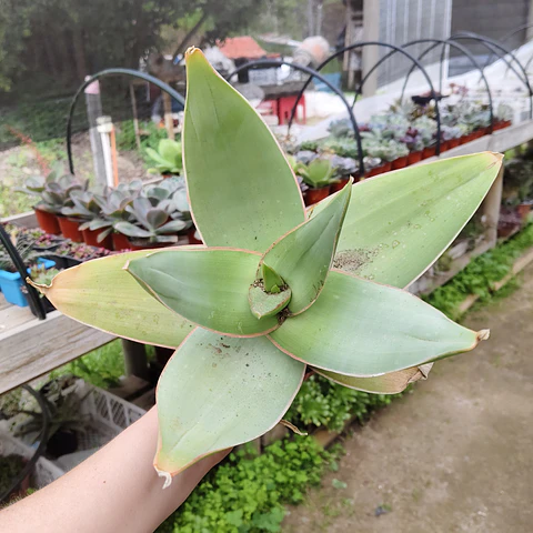 Aloe Striata
