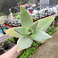Aloe Striata - Miniatura 2
