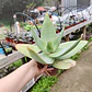 Aloe Striata - Miniatura 3