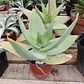 Aloe Striata - Miniatura 4