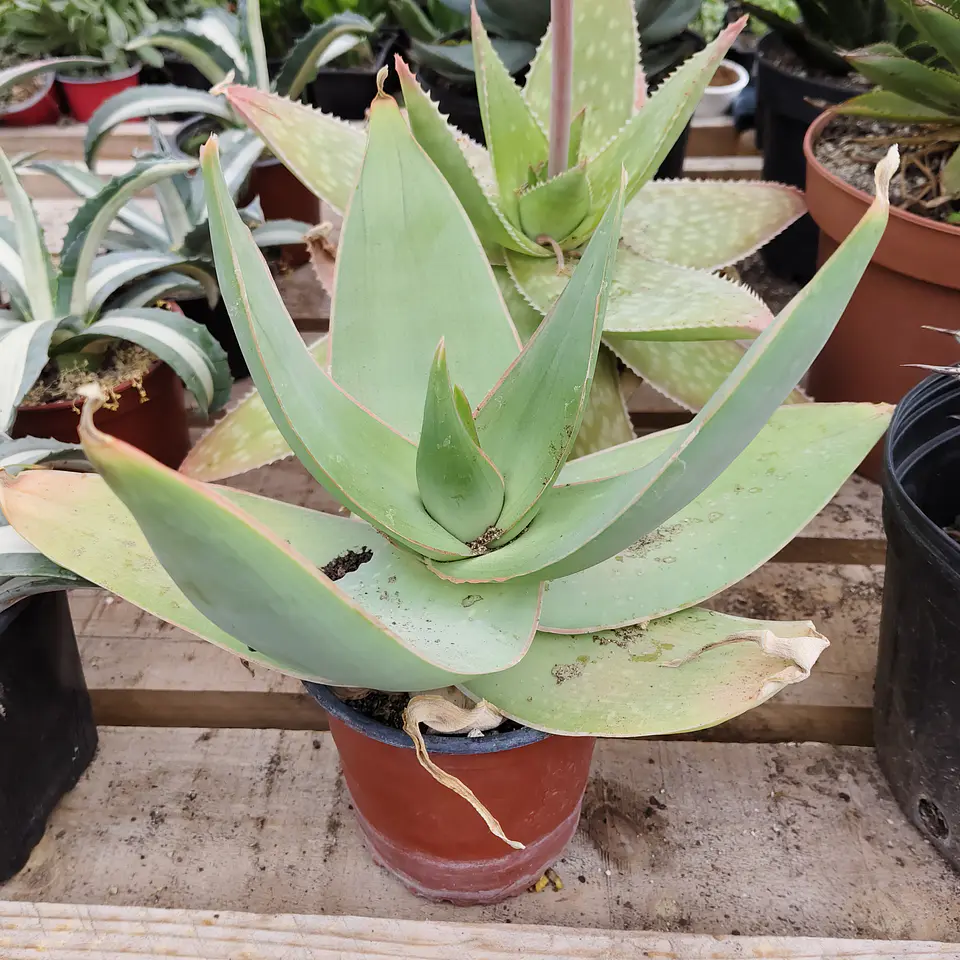 Aloe Striata 4