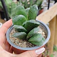 Haworthia truncata X - Miniatura 2
