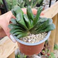 Haworthia truncata X - Miniatura 3
