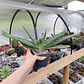 Gasteria Carinata - Miniatura 1