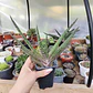 Gasteria Carinata - Miniatura 2