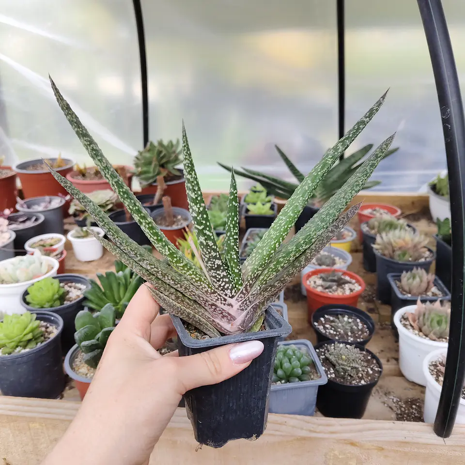 Gasteria Carinata 2
