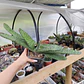 Gasteria Carinata - Miniatura 3