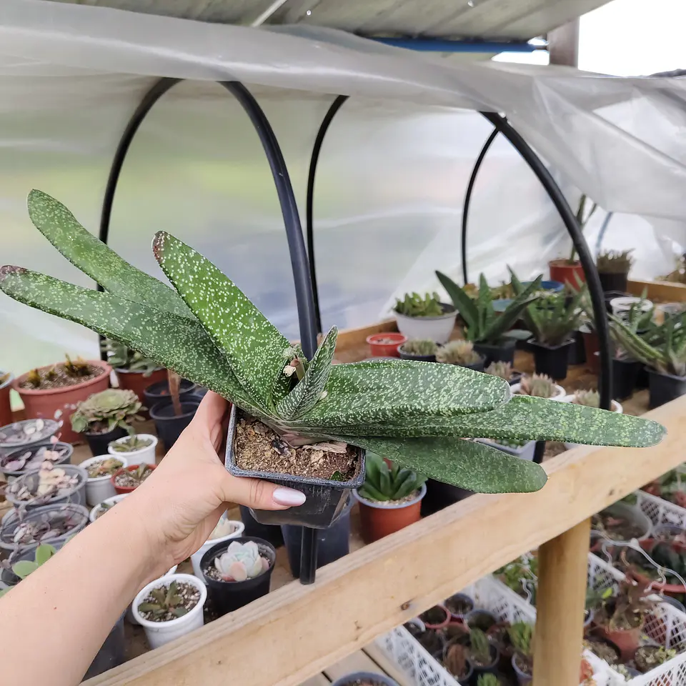 Gasteria Carinata 3