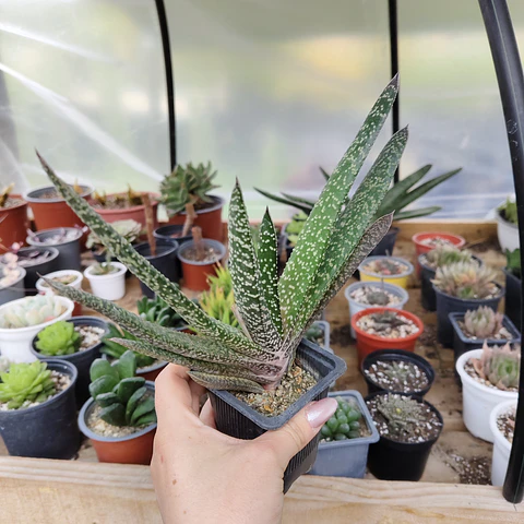 Gasteria carinata var. verrucosa