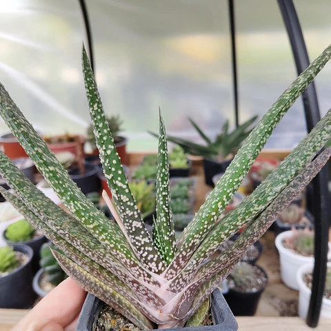 Gasteria carinata var. verrucosa