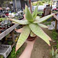 Aloe Maculata - Miniatura 2