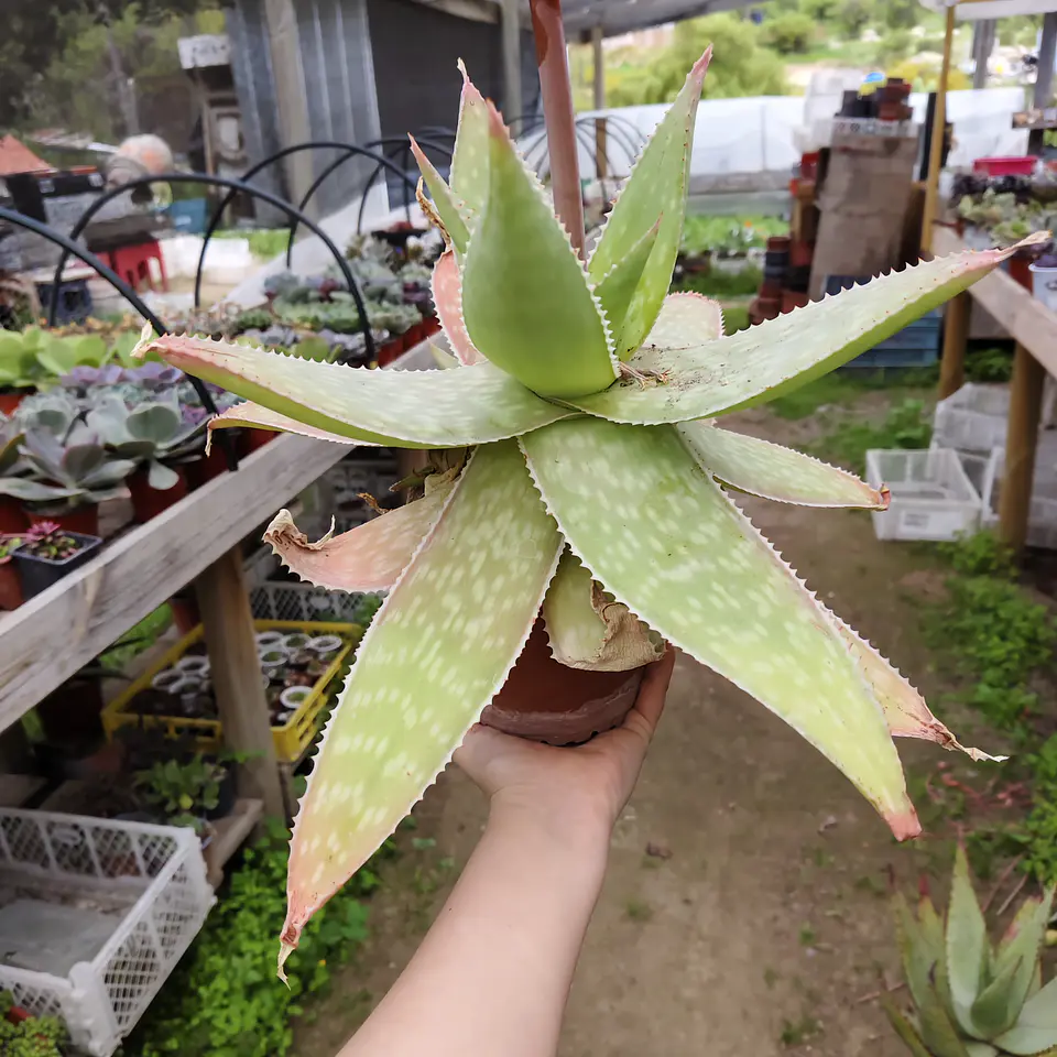 Aloe Maculata 2