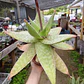 Aloe Maculata - Miniatura 3