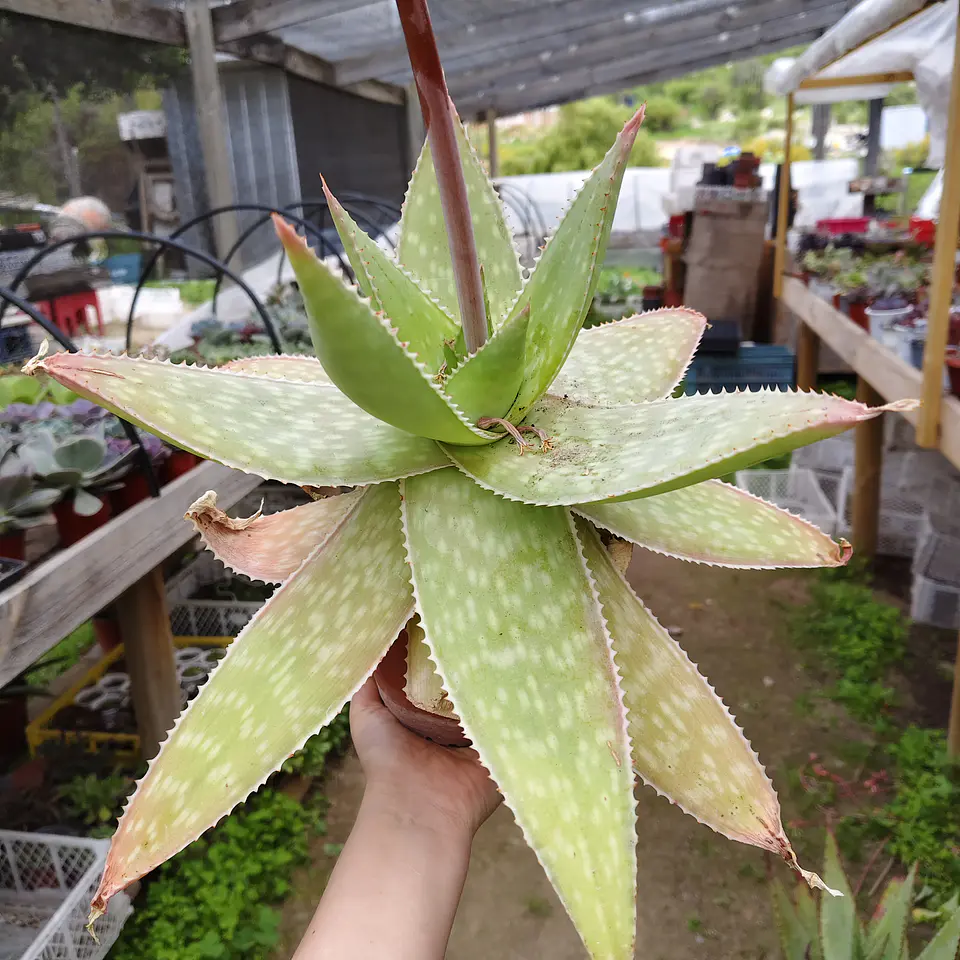 Aloe Maculata 3