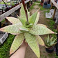Aloe Maculata - Miniatura 1