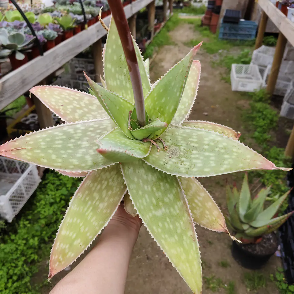 Aloe Maculata 1