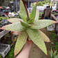Aloe Maculata - Miniatura 4