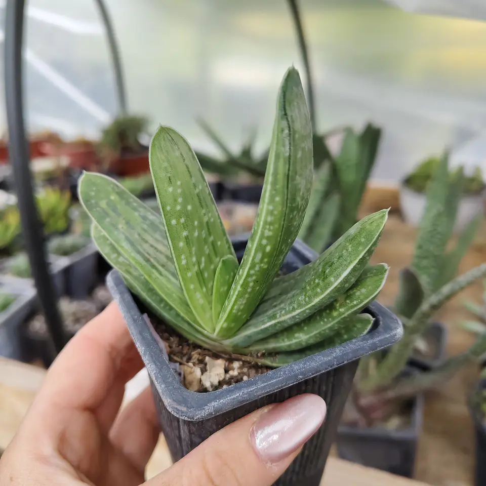 Gasteria Hibrida 1