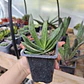 Gasteria Hibrida - Miniatura 2