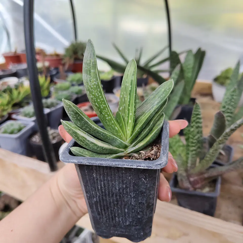 Gasteria Hibrida 2