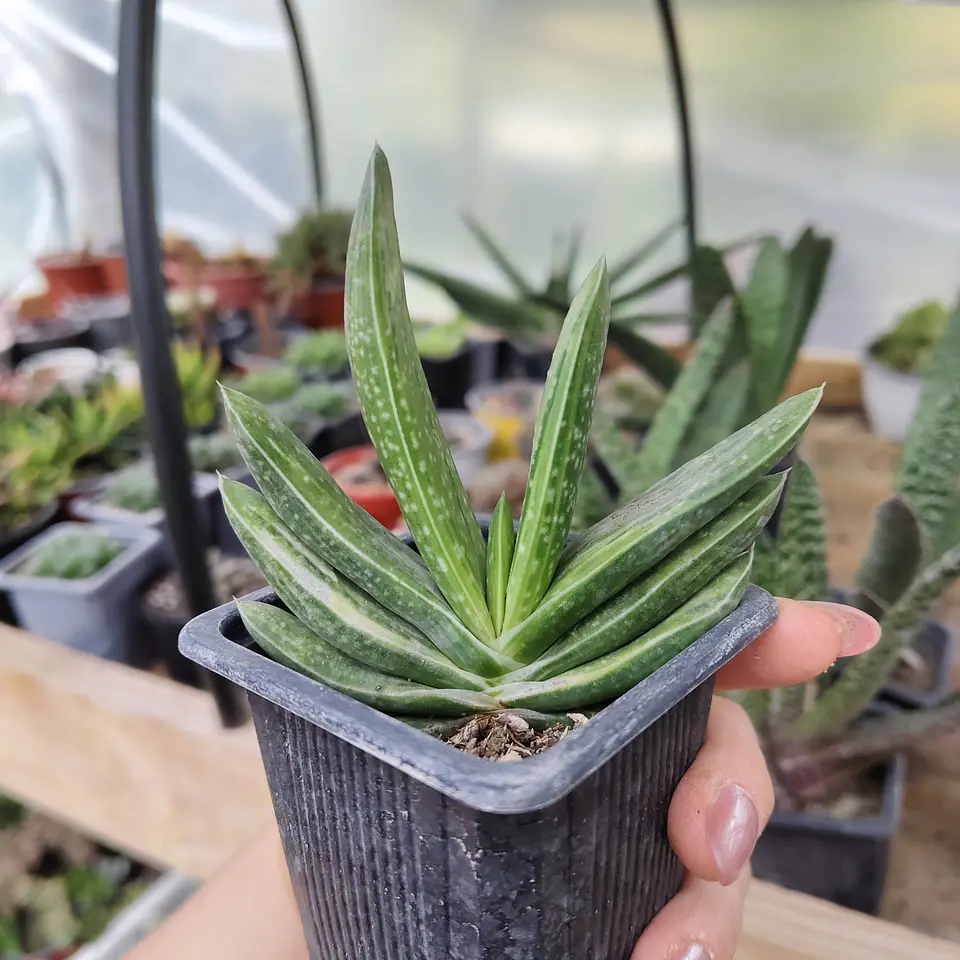 Gasteria Hibrida 3
