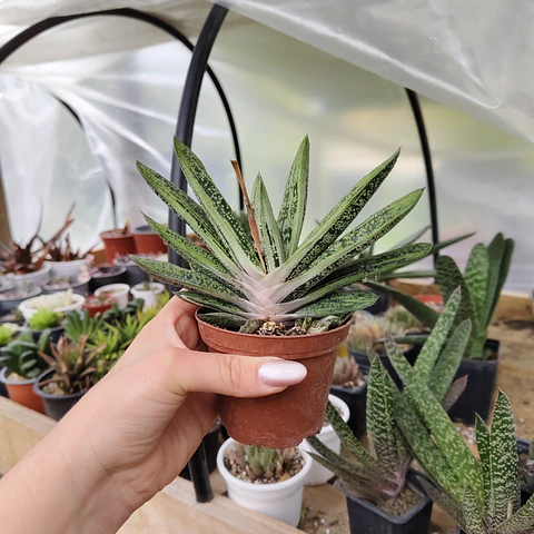 Gasteria batesiana "Little Warty"
