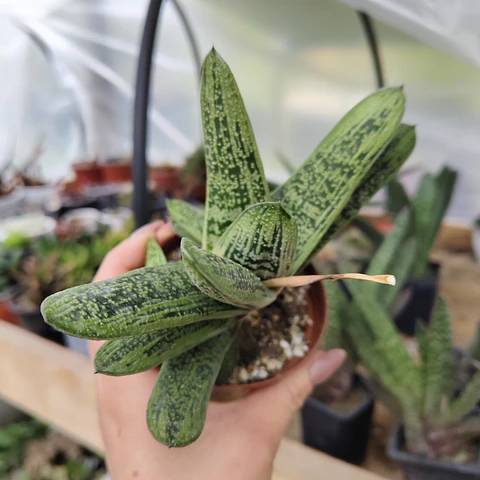 Gasteria batesiana "Little Warty"