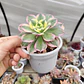Aeonium Sunburst - Miniatura 2