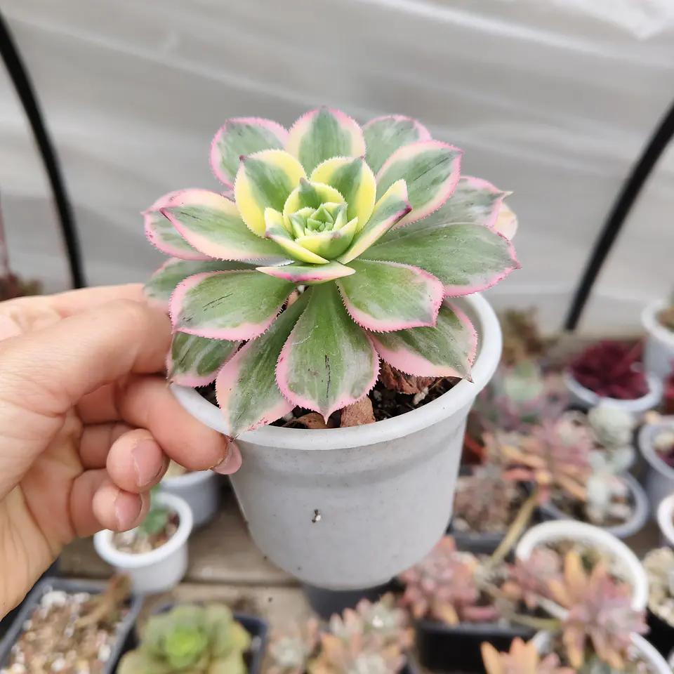 Aeonium Sunburst 2