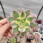 Aeonium Sunburst - Miniatura 3
