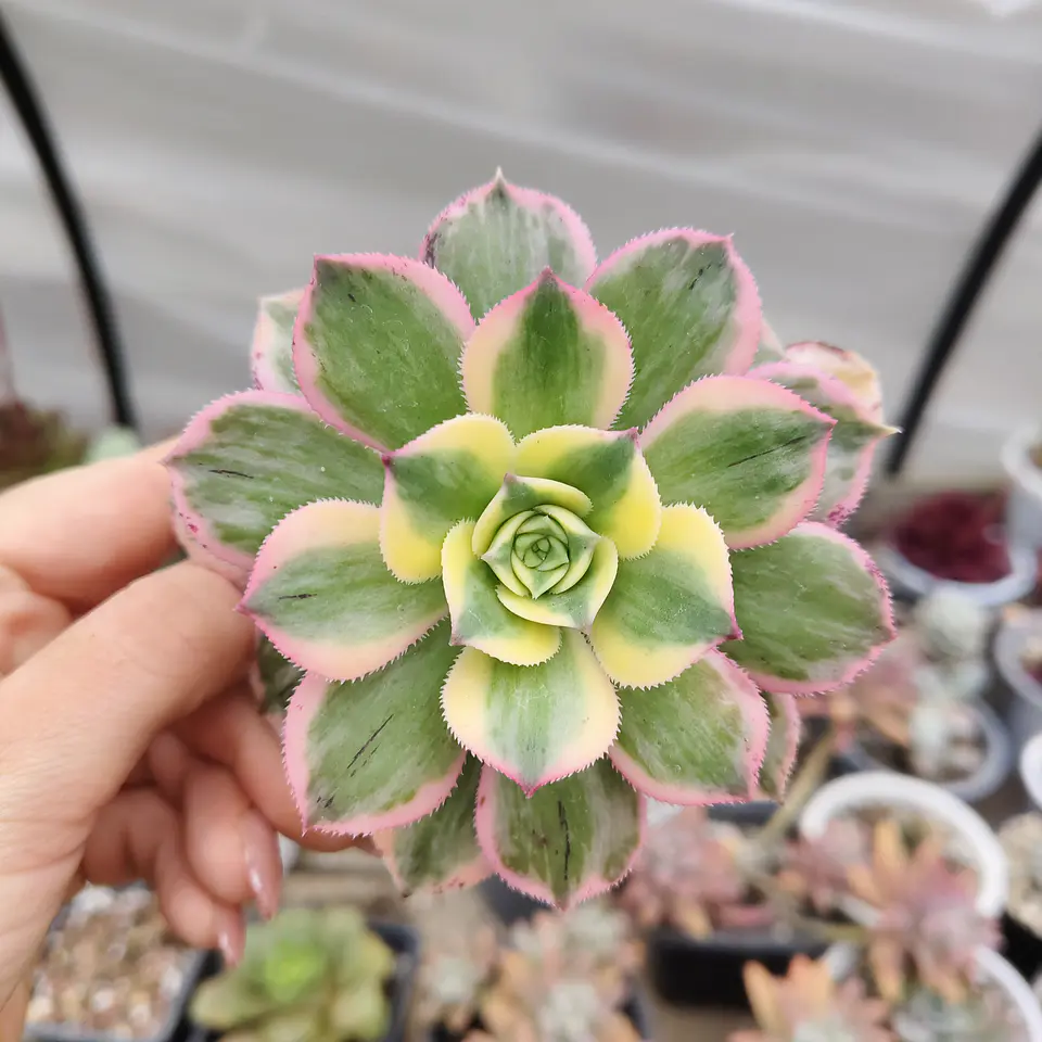 Aeonium Sunburst 3