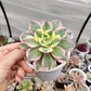 Aeonium Sunburst - Miniatura 1