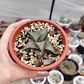 Haworthia  tessellata - Miniatura 1