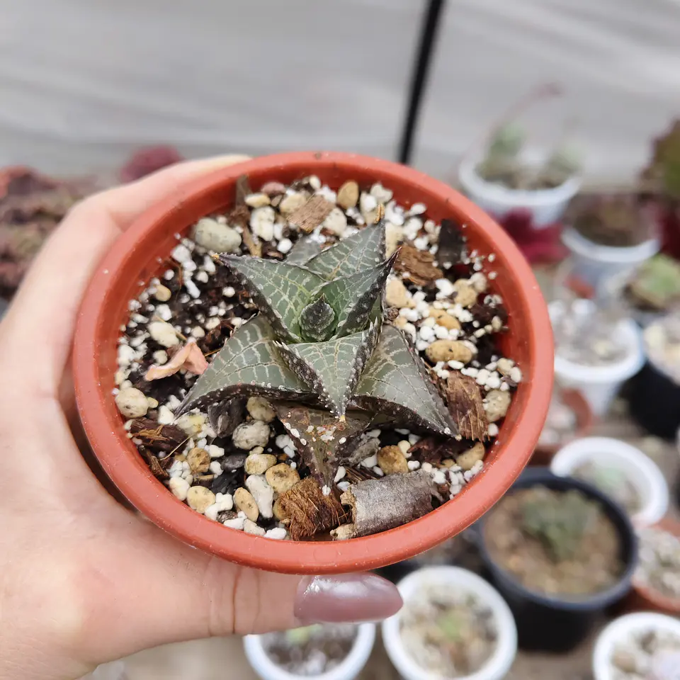 Haworthia  tessellata 1