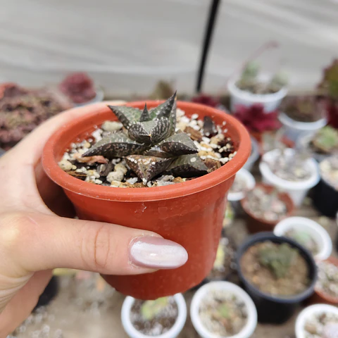 Haworthia  tessellata