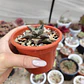 Haworthia  tessellata - Miniatura 2