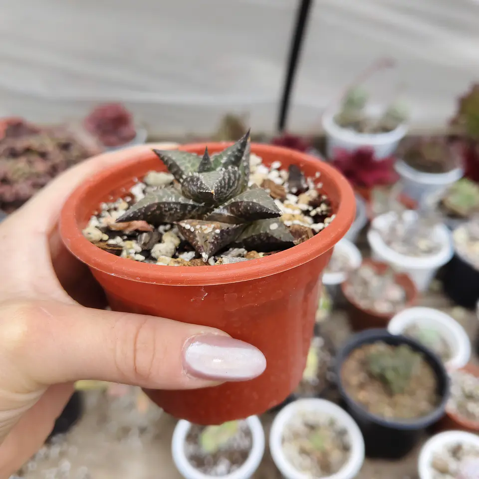 Haworthia  tessellata 2