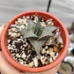 Haworthia  tessellata - Miniatura 3