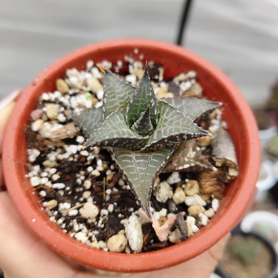 Haworthia  tessellata 3