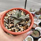 Haworthia  tessellata - Miniatura 4