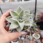 Echeveria Madiba  - Miniatura 1