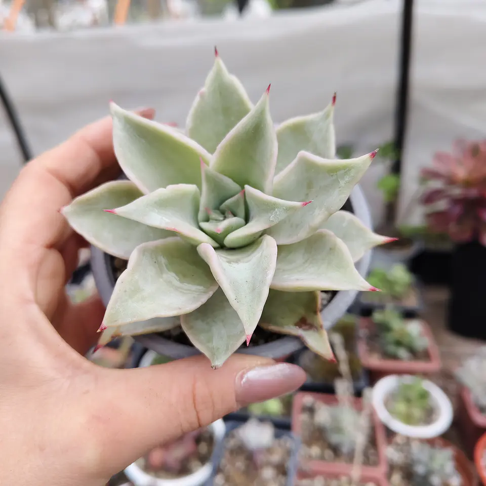 Echeveria Madiba  1