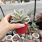 Echeveria Madiba  - Miniatura 2