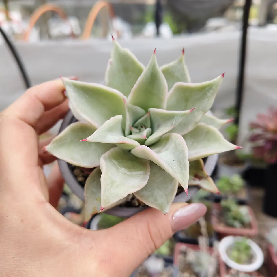 Echeveria Madiba  3
