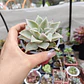 Echeveria Madiba  - Miniatura 4
