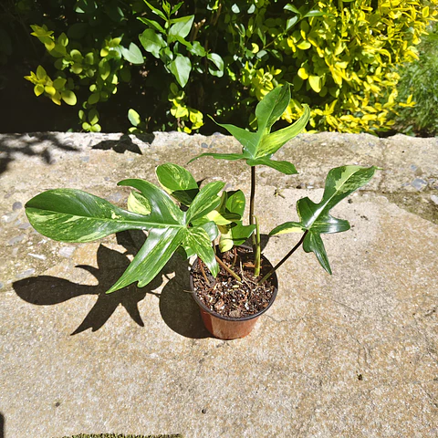 Philodendron Florida Beauty
