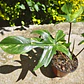 Philodendron Florida Beauty - Miniatura 4